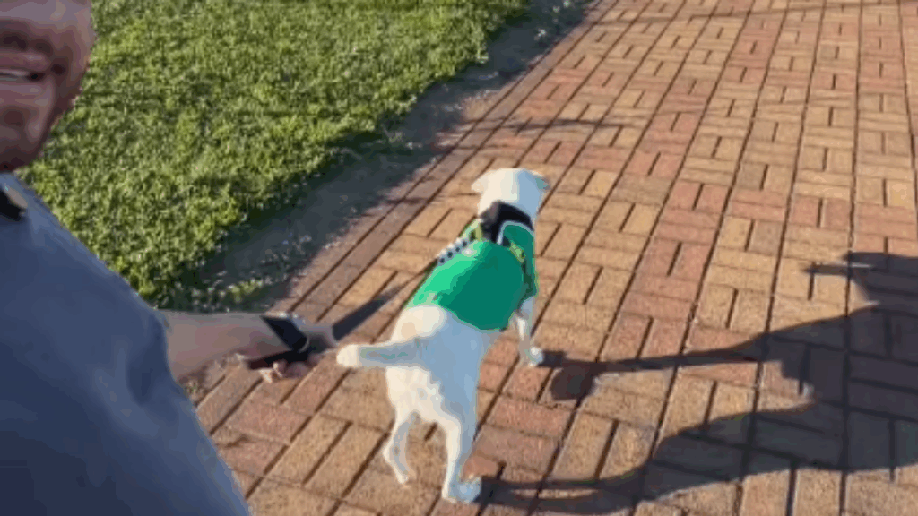 Achei que mudaria a vida dele": jovem em depressão rezava por milagre e resgata cão sem teto