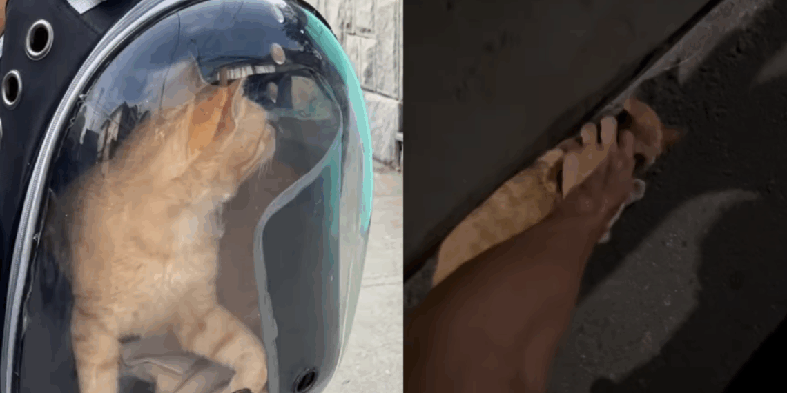 O que muda no passeio quando Golden decide levar graveto maior que o carro e viraliza