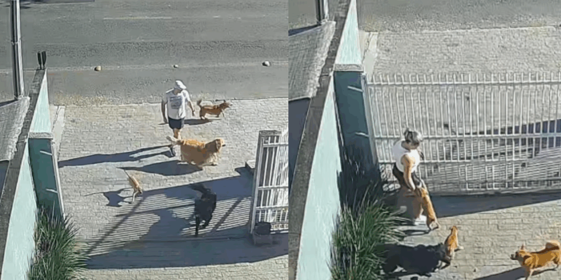 "Parecia um filme de comédia": Cães arrancam portão para fugir em massa, mas detalhe esquecido na rua surpreende