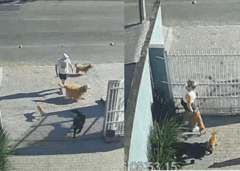 "Parecia um filme de comédia": Cães arrancam portão para fugir em massa, mas detalhe esquecido na rua surpreende
