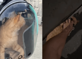 O que muda no passeio quando Golden decide levar graveto maior que o carro e viraliza