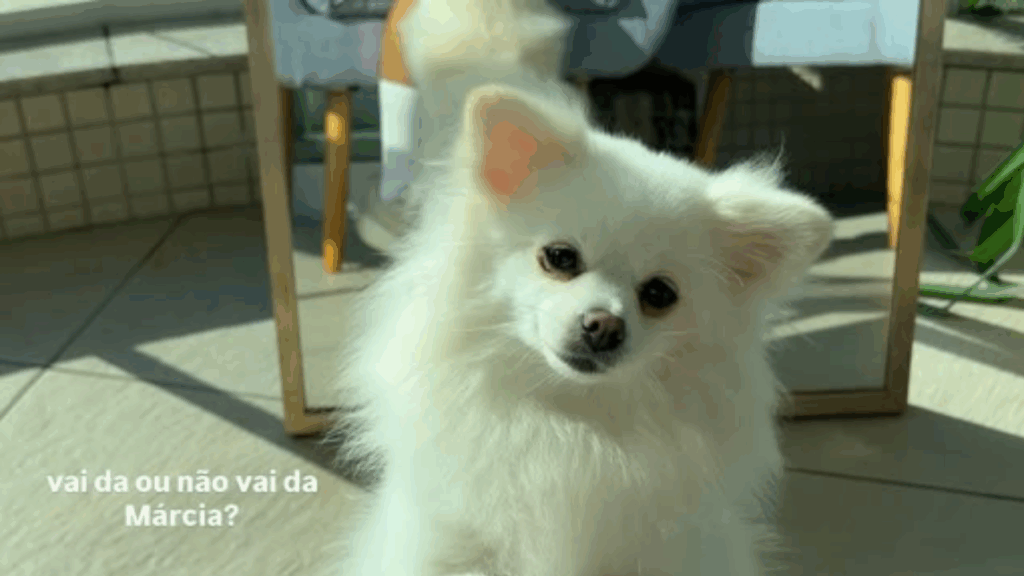 “Atenção é só dela? Espere aí!”: Cachorrinha decidiu imitar irmã humana machucada e vídeo de drama viraliza