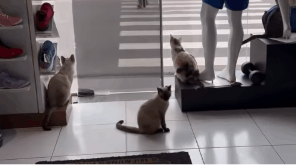 Entenda por que os gatos que recepcionam o chefe na vitrine criaram esse hábito fofo