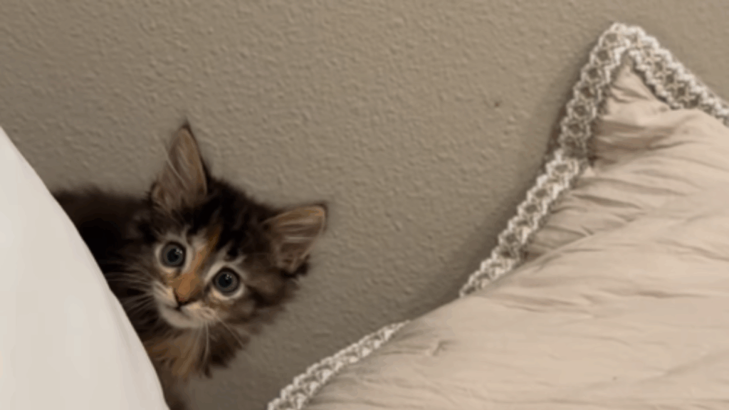 “Veio da shopee da vida real”: gato vendido como Maine Coon cresce e tutora revela surpresa