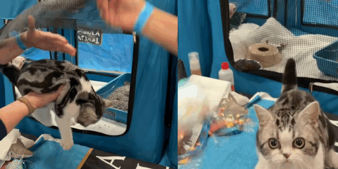 "Gato de Alice no País das Maravilhas": felina impressiona em feira e viraliza na internet
