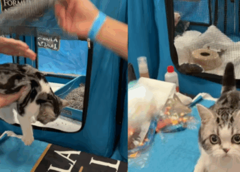 "Gato de Alice no País das Maravilhas": felina impressiona em feira e viraliza na internet