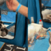 "Gato de Alice no País das Maravilhas": felina impressiona em feira e viraliza na internet