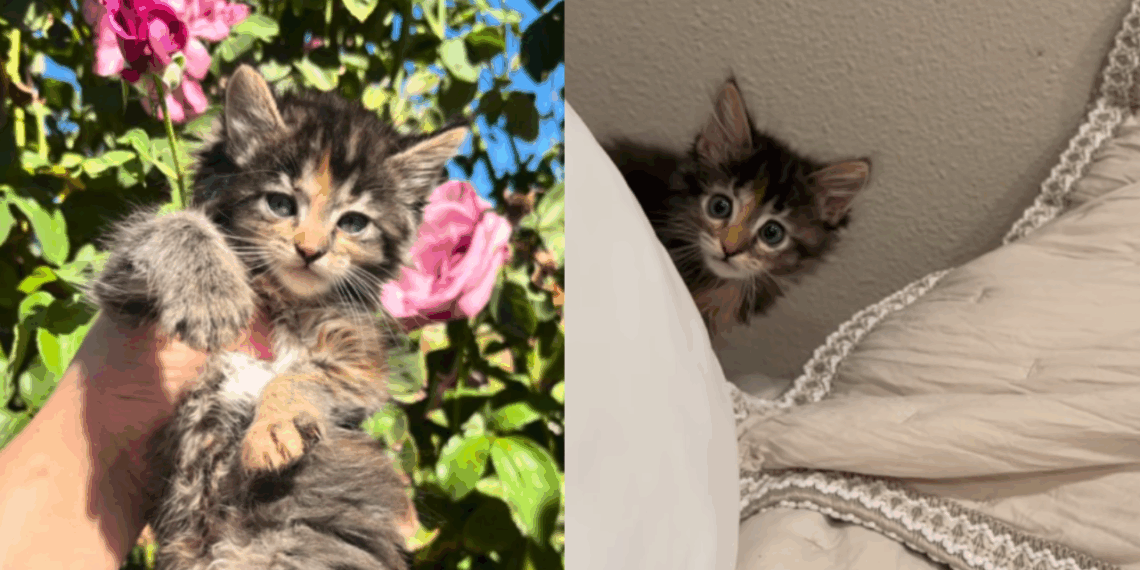 Gato Maine Coon ou "Temucoon"? Entenda a história da gata Miso que viralizou na web