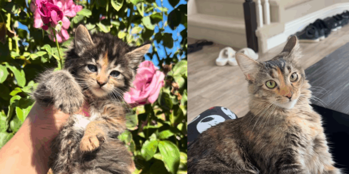 “Veio da shopee da vida real”: gato vendido como Maine Coon cresce e tutora revela surpresa