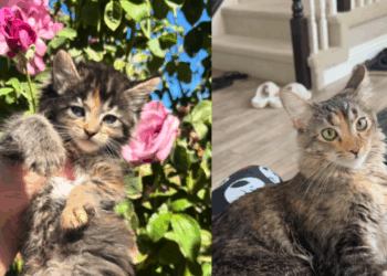 “Veio da shopee da vida real”: gato vendido como Maine Coon cresce e tutora revela surpresa