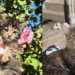 “Veio da shopee da vida real”: gato vendido como Maine Coon cresce e tutora revela surpresa