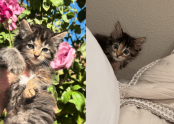 Gato Maine Coon ou "Temucoon"? Entenda a história da gata Miso que viralizou na web