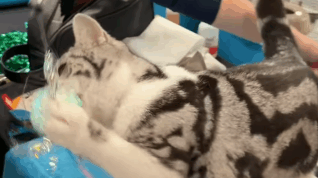"Gato de Alice no País das Maravilhas": felina impressiona em feira e viraliza na internet