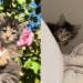 Gato Maine Coon ou "Temucoon"? Entenda a história da gata Miso que viralizou na web