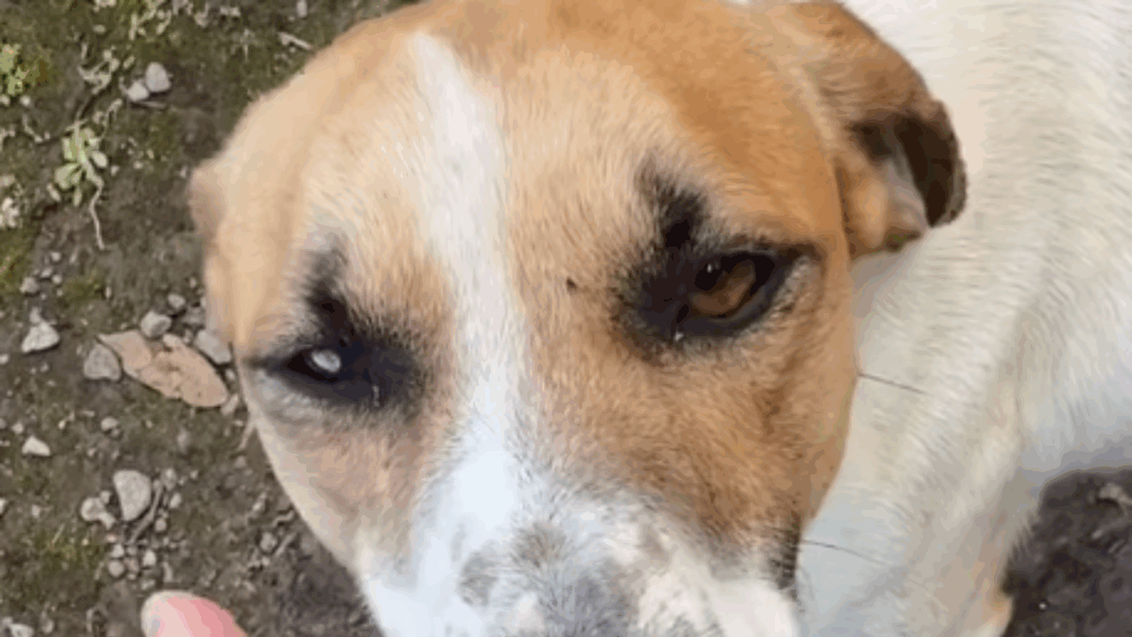 “Se você for comigo até o carro, eu te levo embora”: O pacto emocionante que salvou um cachorro vira-lata em Vitória