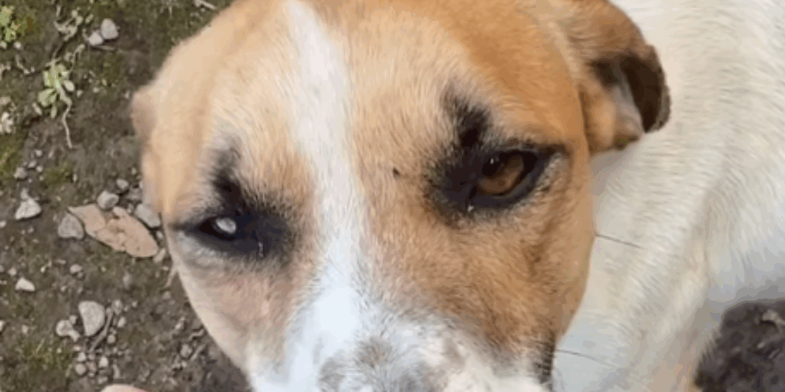 “Se você for comigo até o carro, eu te levo embora”: O pacto emocionante que salvou um cachorro vira-lata em Vitória
