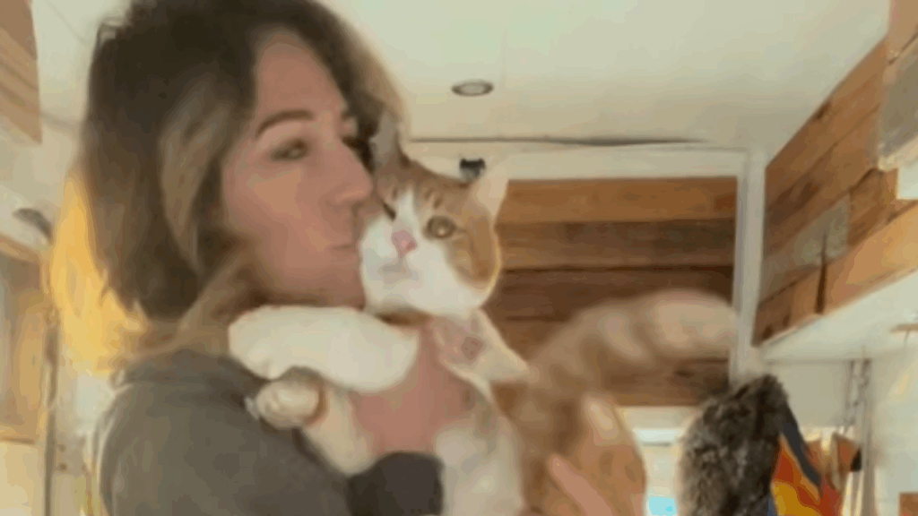 “Ele foi curtir a festa de avião”: gato desapareceu e foi parar em outro estado após penetrar evento