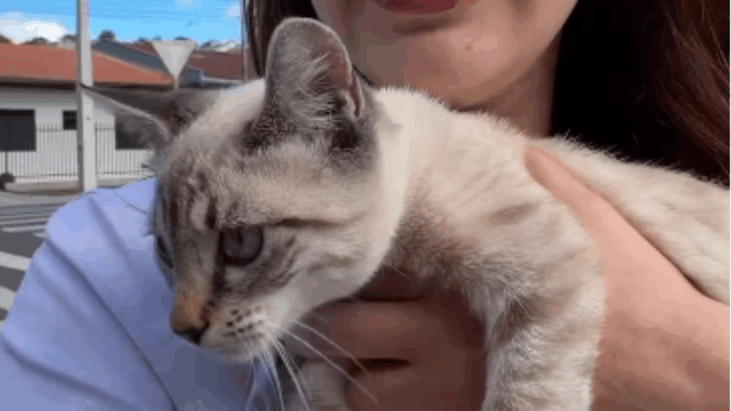 "Oi, vamos pra casa": gato de olhos azuis pula em carro e exige ser adotado por jovem no PR