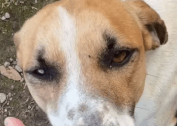 “Se você for comigo até o carro, eu te levo embora”: O pacto emocionante que salvou um cachorro vira-lata em Vitória
