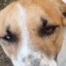 “Se você for comigo até o carro, eu te levo embora”: O pacto emocionante que salvou um cachorro vira-lata em Vitória
