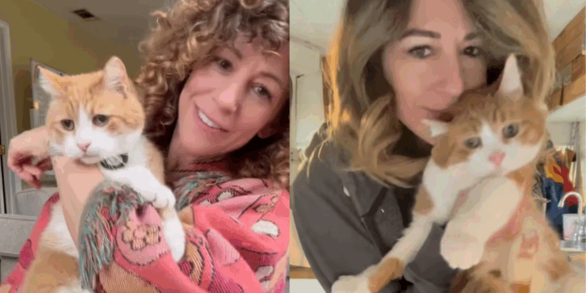 “Ele foi curtir a festa de avião”: gato desapareceu e foi parar em outro estado após penetrar evento