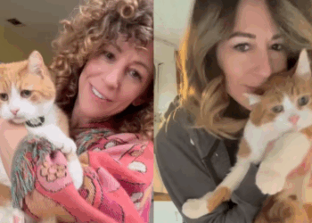 “Ele foi curtir a festa de avião”: gato desapareceu e foi parar em outro estado após penetrar evento