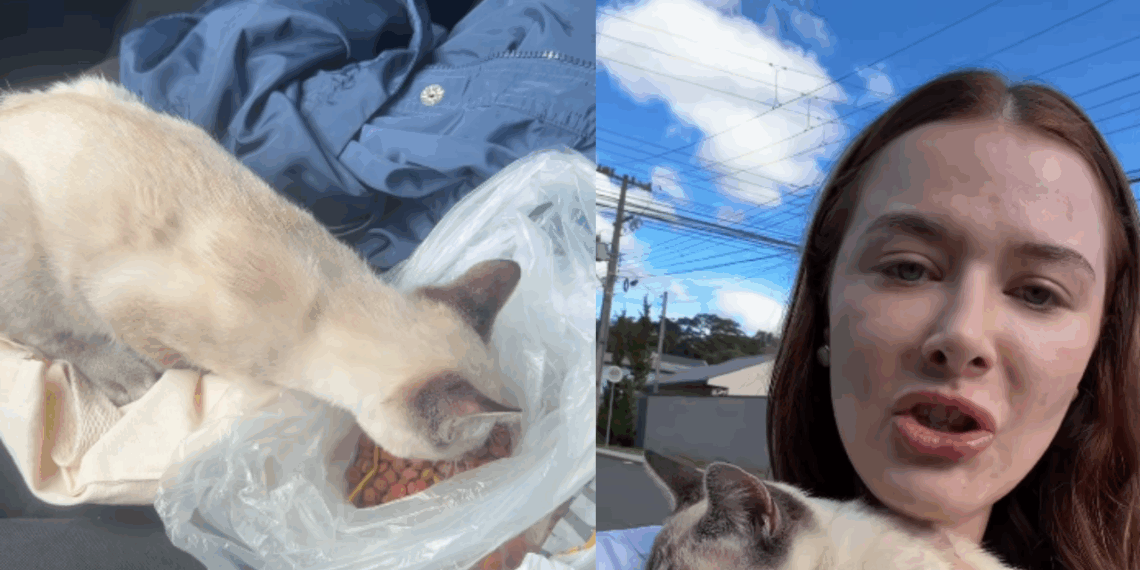 "Oi, vamos pra casa": gato de olhos azuis pula em carro e exige ser adotado por jovem no PR
