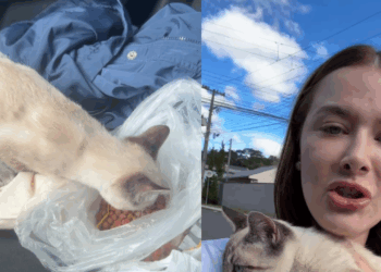 "Oi, vamos pra casa": gato de olhos azuis pula em carro e exige ser adotado por jovem no PR