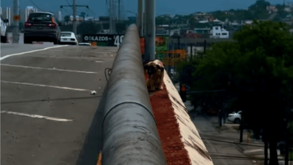 Protetor enfrenta o pior cenário no resgate de cachorro em viaduto perigoso no México