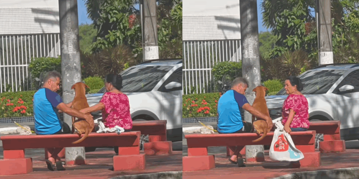 “Ela se emocionou de longe”: vira-lata caramelo que espera por adoção ganha banho e carinho de casal e vídeo viraliza