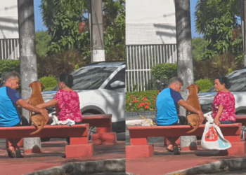 “Ela se emocionou de longe”: vira-lata caramelo que espera por adoção ganha banho e carinho de casal e vídeo viraliza