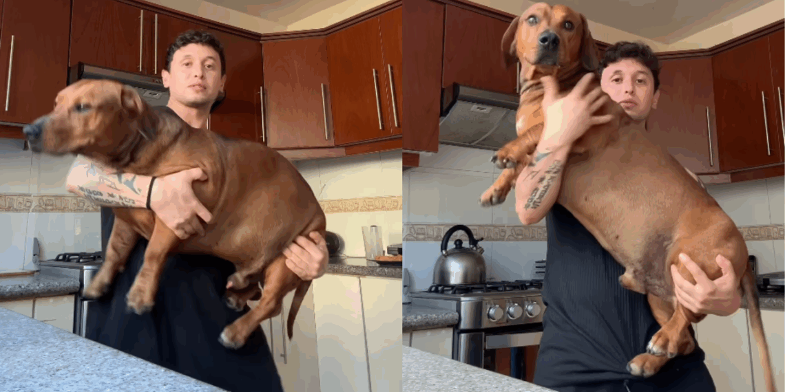 “Ninguém acreditou no que viu”: jovem apresenta mistura de pitbull com dachshund e deixa a internet surpresa