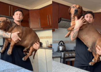 “Ninguém acreditou no que viu”: jovem apresenta mistura de pitbull com dachshund e deixa a internet surpresa