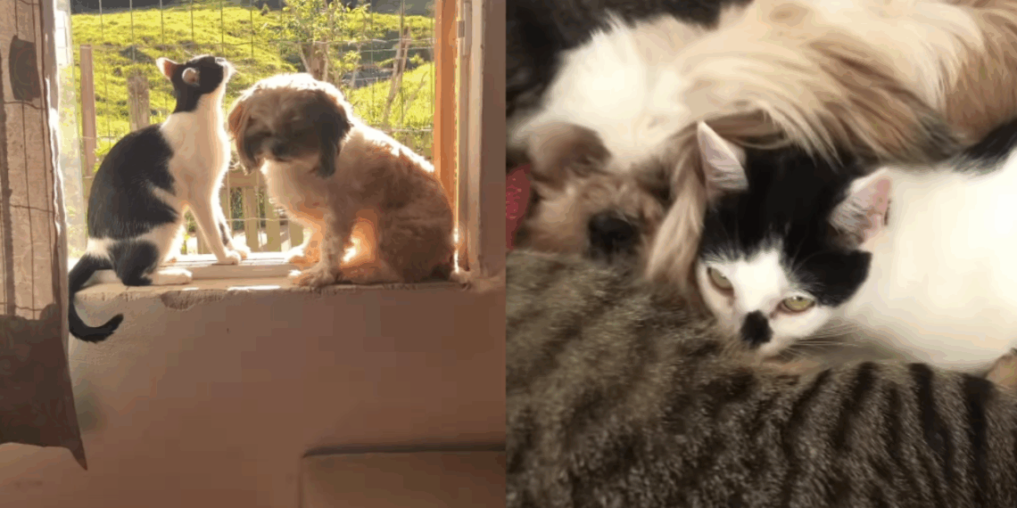 "Elas miam?": Shih Tzus vivem com 30 gatos e adotam comportamento felino irresistível