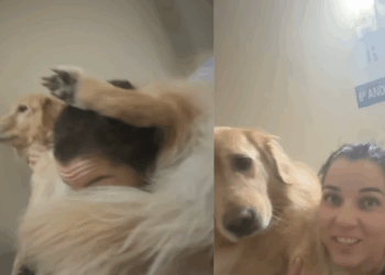 Jovem sobe 19 andares com cão de 27 kg nas costas após falta de luz e emociona web: “Ela salvou minha vida”