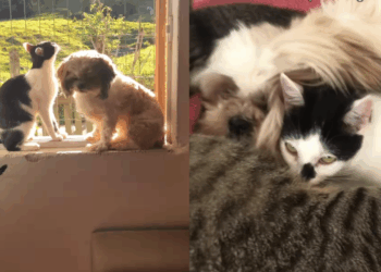 "Elas miam?": Shih Tzus vivem com 30 gatos e adotam comportamento felino irresistível