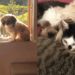 "Elas miam?": Shih Tzus vivem com 30 gatos e adotam comportamento felino irresistível