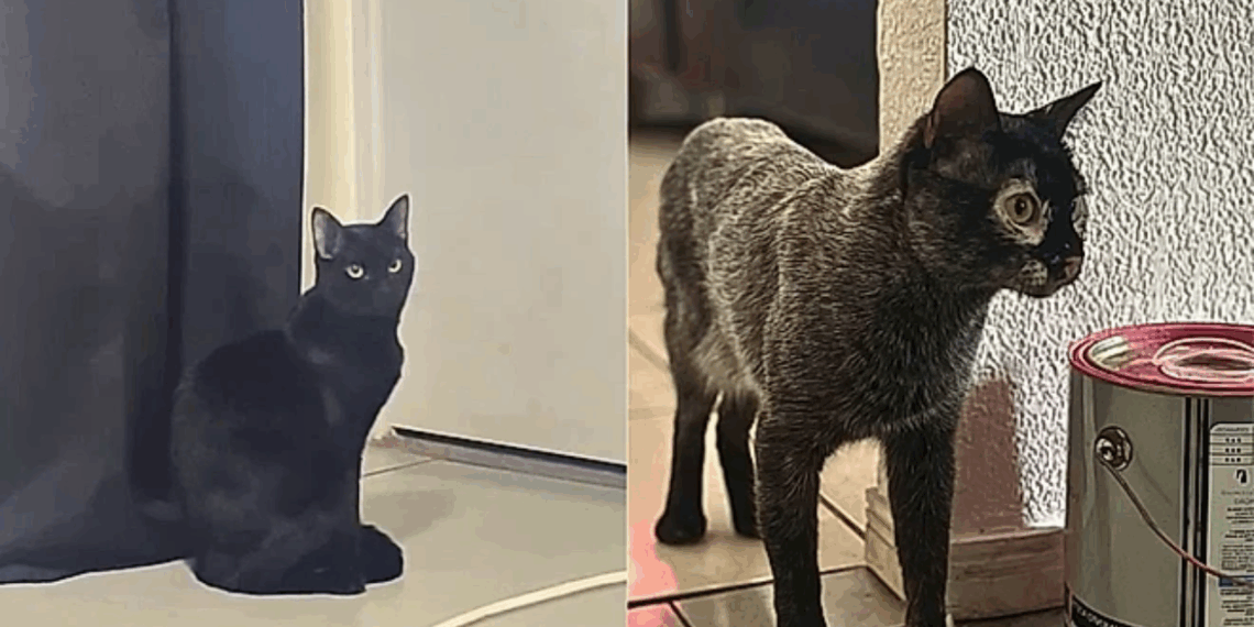 Gato preto adotado começa a perder a cor e surpreende tutora com diagnóstico raro