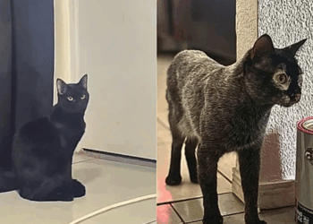 Gato preto adotado começa a perder a cor e surpreende tutora com diagnóstico raro