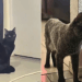 Gato preto adotado começa a perder a cor e surpreende tutora com diagnóstico raro