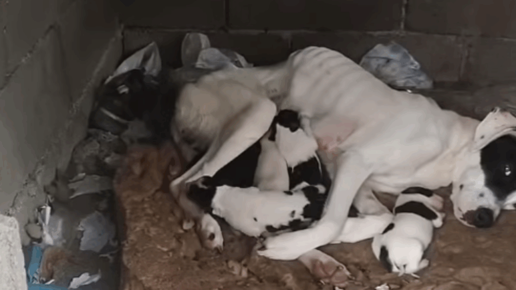 "Só restava o amor de mãe": Cachorrinha esquelética usa últimas forças para amamentar no lixo e transformação chocará você