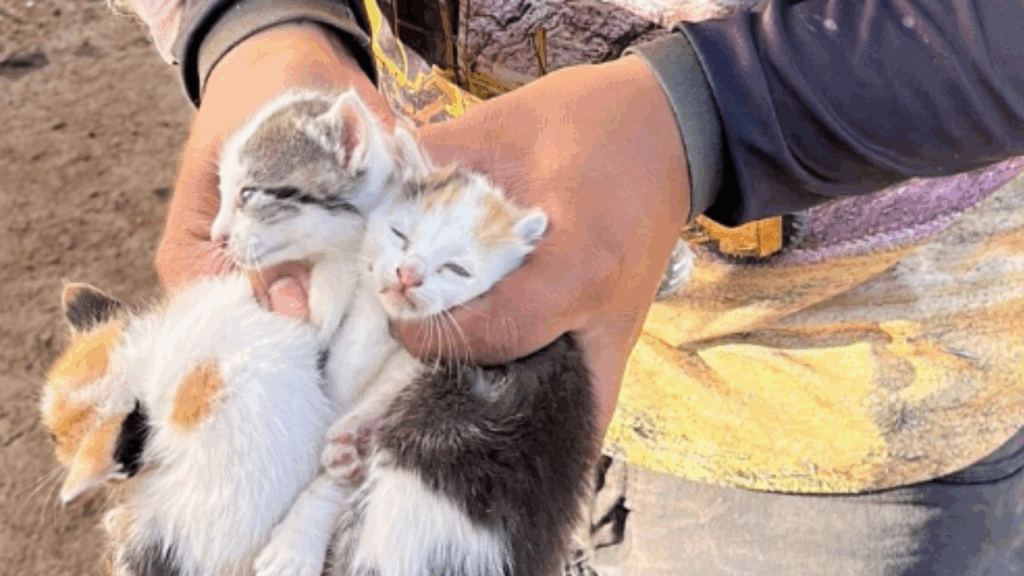 “Um barulho estranho no motor”: operador resgata filhotes de gato recém-nascidos em máquina