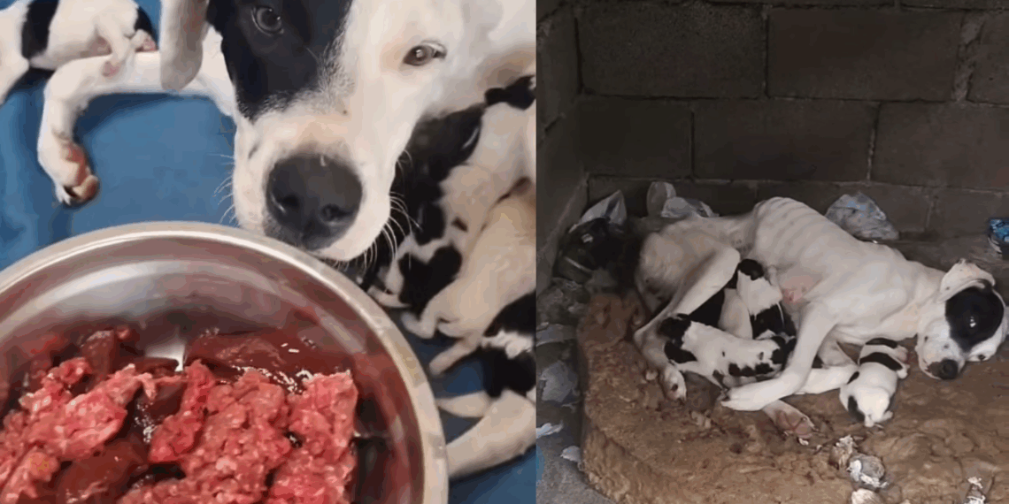 "Só restava o amor de mãe": Cachorrinha esquelética usa últimas forças para amamentar no lixo e transformação chocará você