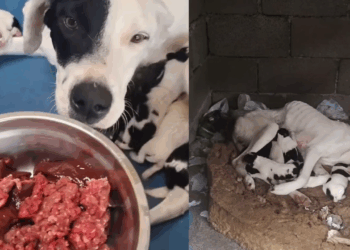 "Só restava o amor de mãe": Cachorrinha esquelética usa últimas forças para amamentar no lixo e transformação chocará você