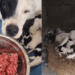 "Só restava o amor de mãe": Cachorrinha esquelética usa últimas forças para amamentar no lixo e transformação chocará você