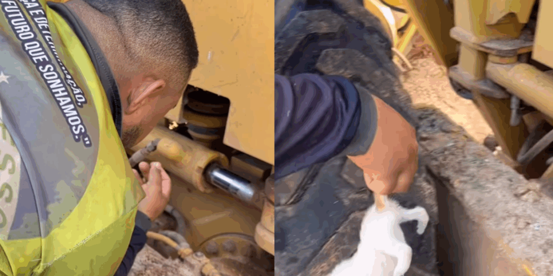“Um barulho estranho no motor”: operador resgata filhotes de gato recém-nascidos em máquina