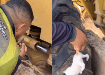 “Um barulho estranho no motor”: operador resgata filhotes de gato recém-nascidos em máquina
