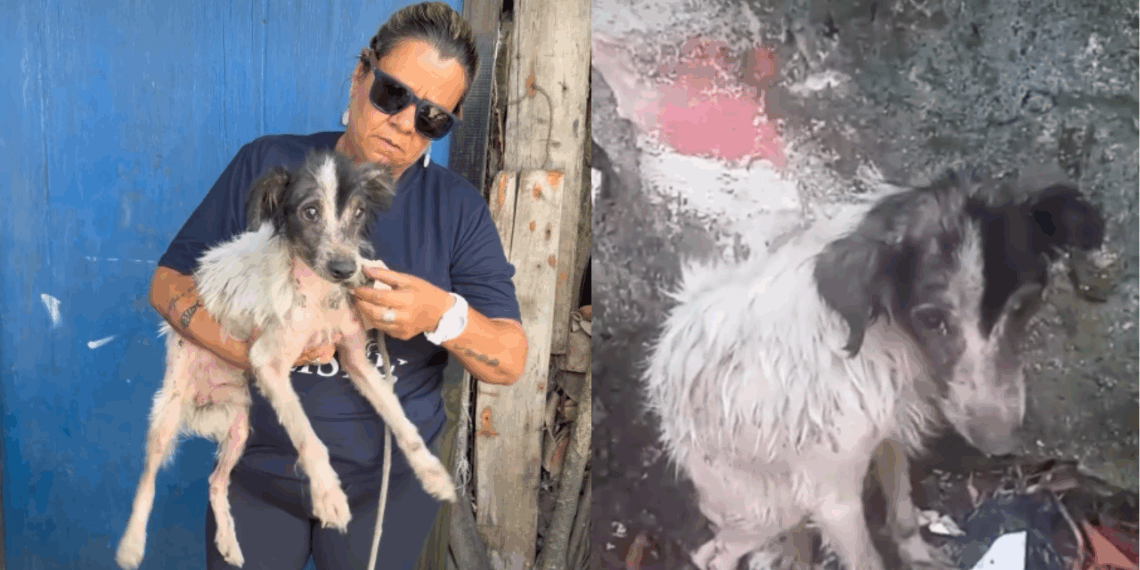 A história mais emocionante da região praiana para inspirar o resgate e cuidado de animais