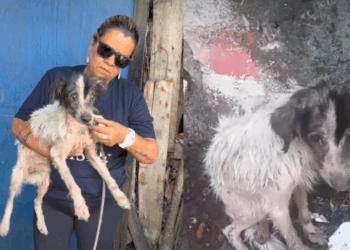 A história mais emocionante da região praiana para inspirar o resgate e cuidado de animais
