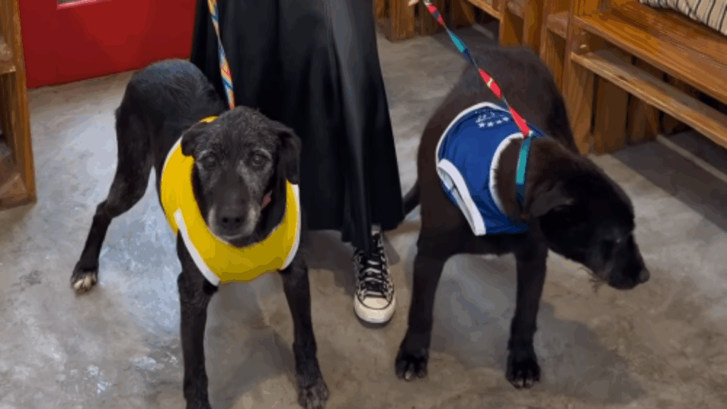 "Ninguém mais acreditava": Cães nascidos em abrigo são adotados juntos após 11 anos e cena emociona